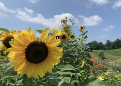 Daisy Lane Flowers